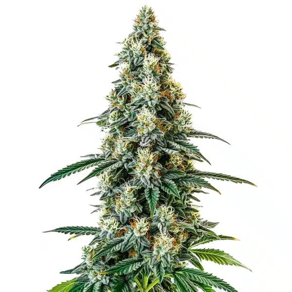 Girl Scout Cookies Regular cannabis strain with resinous buds and vibrant green foliage.