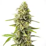 Gorilla Glue #4 x Pellezino Regular cannabis cola with heavy trichomes and vibrant orange hairs.