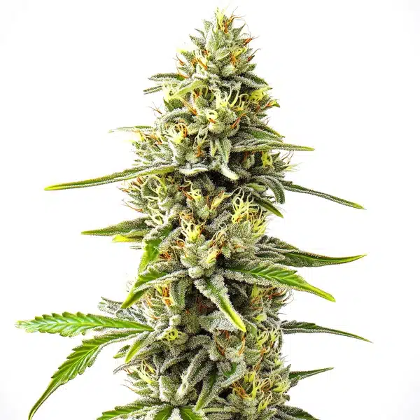 Gorilla Glue #4 x Pellezino Regular cannabis cola with heavy trichomes and vibrant orange hairs.