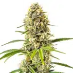 Gorilla Glue x Grapefruit Regular cannabis cola with citrus aroma and frosty trichomes.