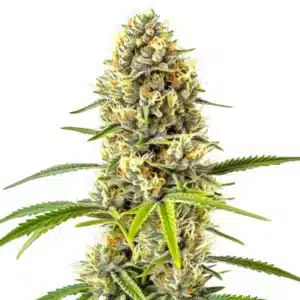 Gorilla Glue x Grapefruit Regular cannabis cola with citrus aroma and frosty trichomes.