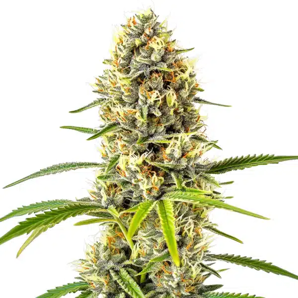 Gorilla Glue x Grapefruit Regular cannabis cola with citrus aroma and frosty trichomes.