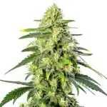 Gorilla Lemon Fire Regular cannabis bud with frosty trichomes and citrus tones.
