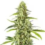 Gorilla x Tangie Regular cannabis cola with frosty trichomes and fruity notes.