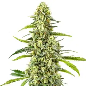 Gorilla x Tangie Regular cannabis cola with frosty trichomes and fruity notes.