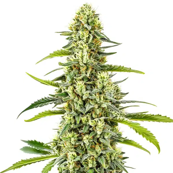 Gorilla x Tangie Regular cannabis cola with frosty trichomes and fruity notes.