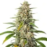 Gorilla x Zkittlez Regular cannabis bud with frosty resin and sweet fruity notes.