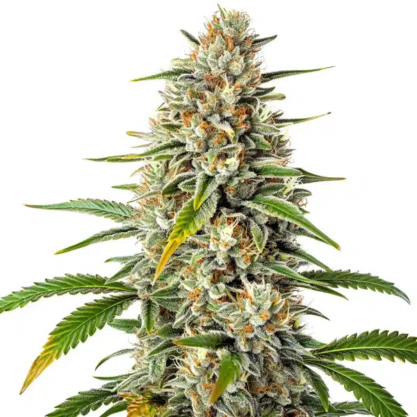 Gorilla x Zkittlez Regular cannabis bud with frosty resin and sweet fruity notes.