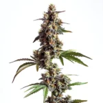 Grandaddy x Bruce Banner Regular cannabis plant with resinous buds and vibrant colors.
