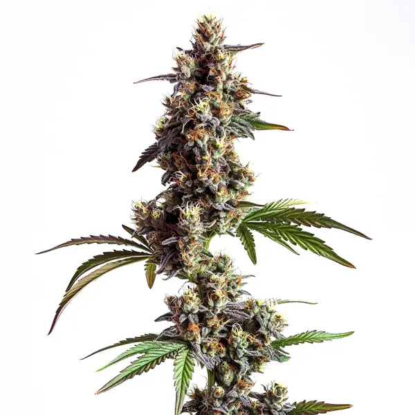 Grandaddy x Bruce Banner Regular cannabis plant with resinous buds and vibrant colors.