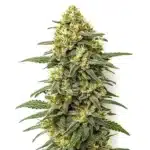 Grapefruit Regular cannabis plant with bright green buds and orange pistils.