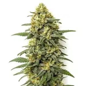 Grapefruit Regular cannabis plant with bright green buds and orange pistils.