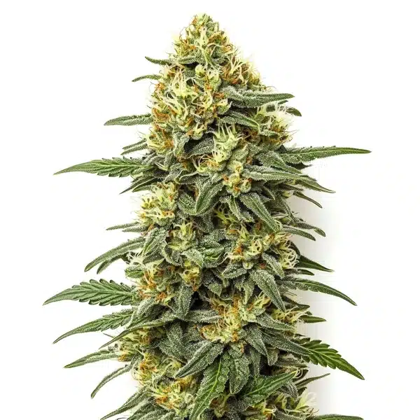 Grapefruit Regular cannabis plant with bright green buds and orange pistils.