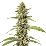 Great White Shark Regular cannabis plant with frosty, compact buds and thick white trichomes.