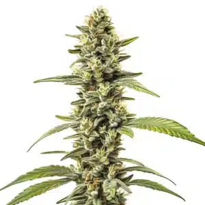 Great White Shark Regular cannabis plant with frosty, compact buds and thick white trichomes.