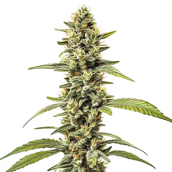 Great White Shark Regular cannabis plant with frosty, compact buds and thick white trichomes.