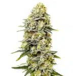 Green Crack x Do-Si-Dos bud with mixed hues and thick trichome coverage.