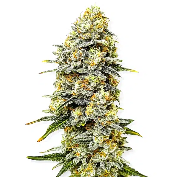 Green Crack x Do-Si-Dos bud with mixed hues and thick trichome coverage.