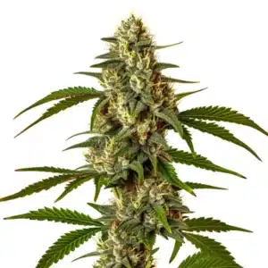 Green Poison cannabis plant with compact resinous buds and dark green serrated leaves.