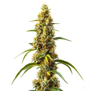 Dense green Harlequin Kimbo Kush Fast Version CBD cannabis bud with orange pistils and frosty trichomes