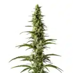 Hawaii x Purple Skunk Regular cannabis bud with tropical skunky aroma and frosty trichomes.