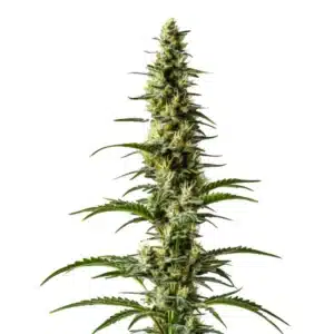 Hawaii x Purple Skunk Regular cannabis bud with tropical skunky aroma and frosty trichomes.