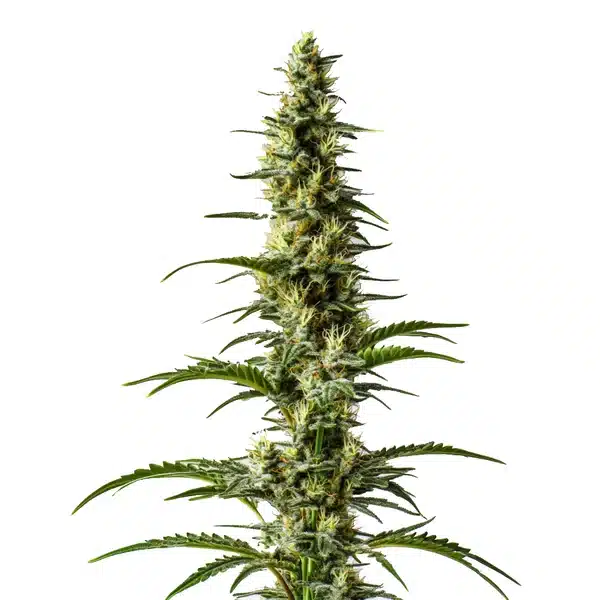 Hawaii x Purple Skunk Regular cannabis bud with tropical skunky aroma and frosty trichomes.