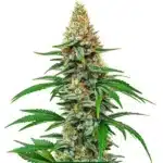 Tall Hawaiian Snow cannabis plant with frosty, elongated buds.