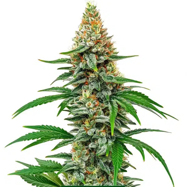 Tall Hawaiian Snow cannabis plant with frosty, elongated buds.