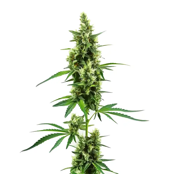 Hindu Kush Regular cannabis strain with dense buds and deep green foliage
