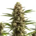 Jungle Wreck cannabis bud with dense frosty flowers and orange pistils.