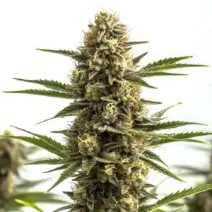 Jungle Wreck cannabis bud with dense frosty flowers and orange pistils.