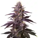 Kushberry cannabis plant with dense buds covered in frosty trichomes and deep green leaves.