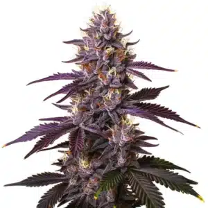 Kushberry cannabis plant with dense buds covered in frosty trichomes and deep green leaves.