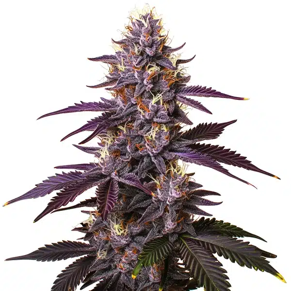 Kushberry cannabis plant with dense buds covered in frosty trichomes and deep green leaves.