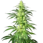 Lambs Bread cannabis strain showing tall, dense buds and green leaves.