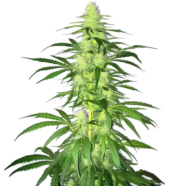 Lambs Bread cannabis strain showing tall, dense buds and green leaves.
