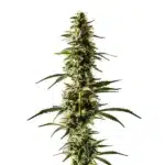 Lemon Skunk cannabis plant with citrus-scented buds and green leaves.