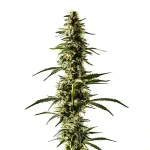 Lemon Skunk cannabis plant with citrus-scented buds and green leaves.