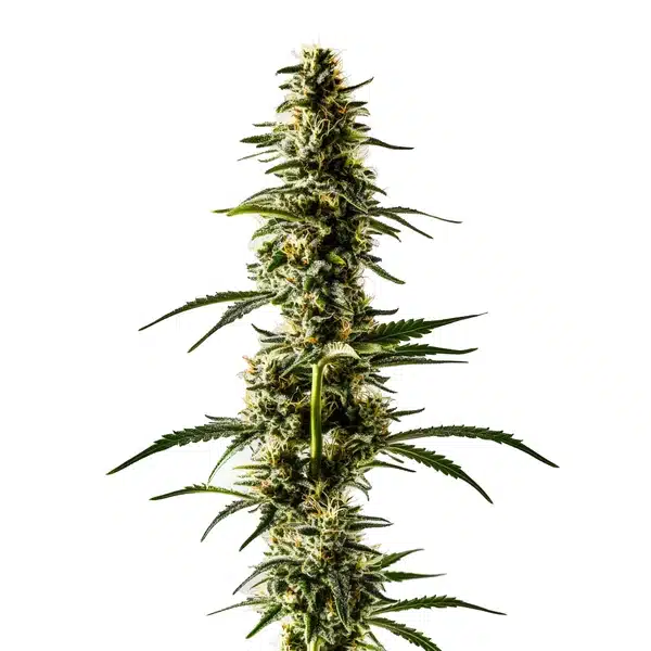 Lemon Skunk cannabis plant with citrus-scented buds and green leaves.