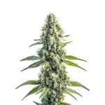 Master Kush Regular cannabis plant with compact frosty buds and dark green foliage.