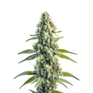 Master Kush Regular cannabis plant with compact frosty buds and dark green foliage.