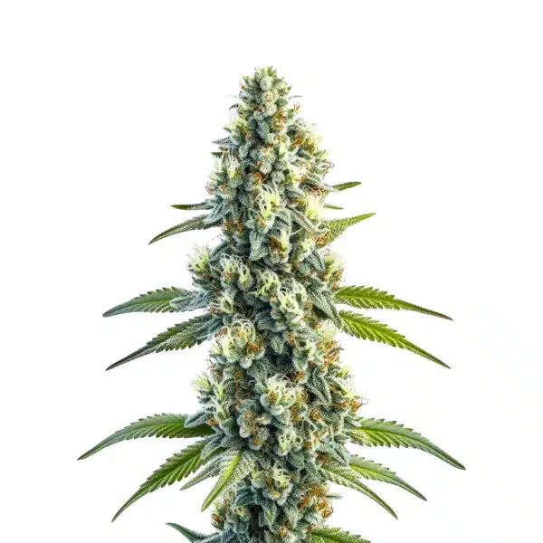 Master Kush Regular cannabis plant with compact frosty buds and dark green foliage.