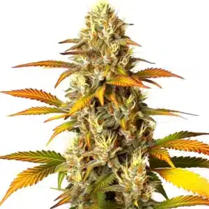 Melon Gum cannabis bud with fresh green leaves and sticky trichomes.