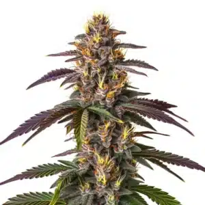 Mendocino Purple Kush plant with dark purple leaves and bright orange pistils.