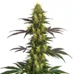 Mohan Ram cannabis flower with frosty white buds and subtle green leaves.