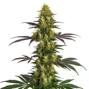 Mohan Ram cannabis flower with frosty white buds and subtle green leaves.