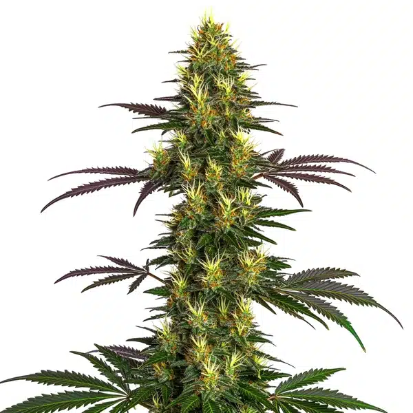 Mohan Ram cannabis flower with frosty white buds and subtle green leaves.