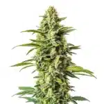 Northern Critical plant with orange pistils and thick green trichome-covered buds.