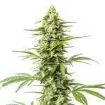 Northern Lights x Do-Si-Dos plant with light green frosty buds and vibrant orange pistils.